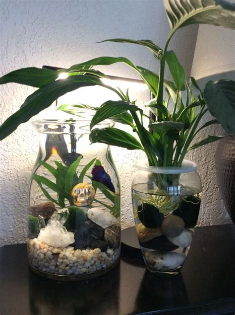 Change the water, clean the roots of the plant and pot once in a week to keep plants healthy. Peace Lily leaves resting on top of water provides shelter