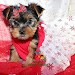 Parti Yorkie Puppies Near Me
