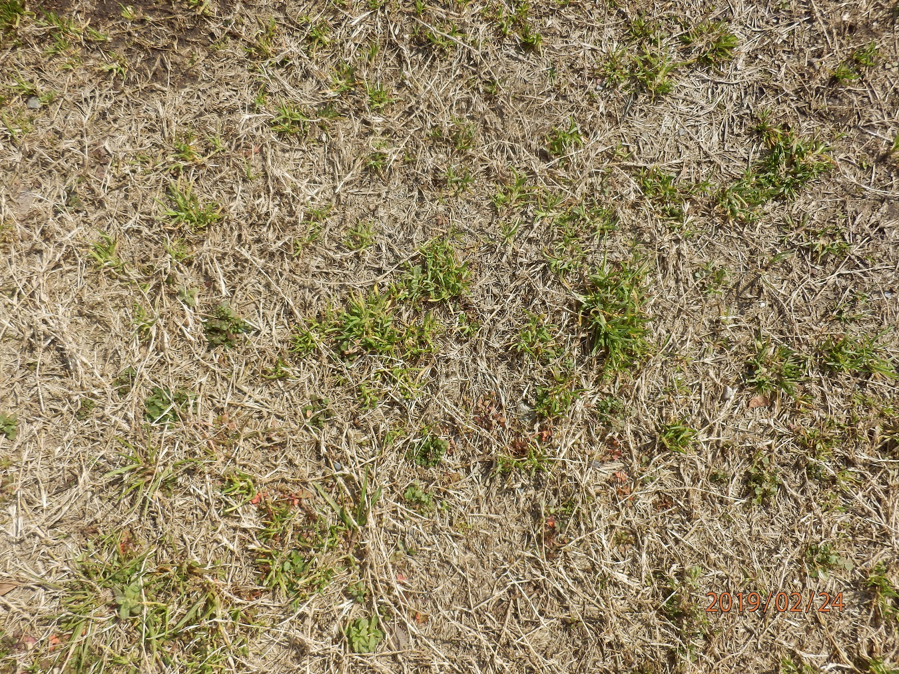 スズメノカタビラ ４２７ Dr カーバチの虫めがね