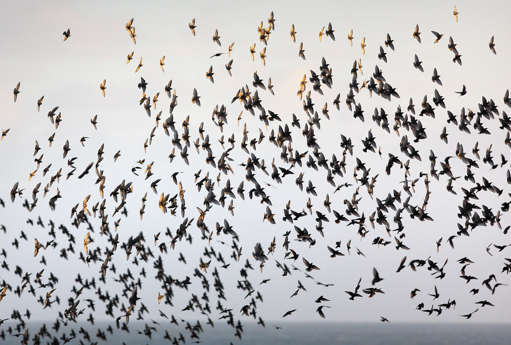 Starling Murmuration