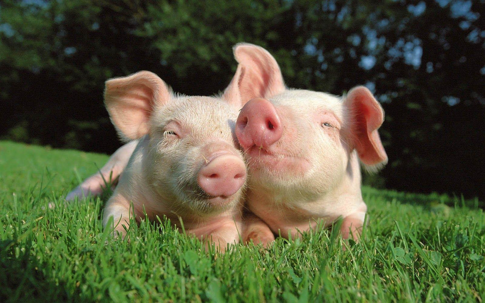 Image result for cute pigs