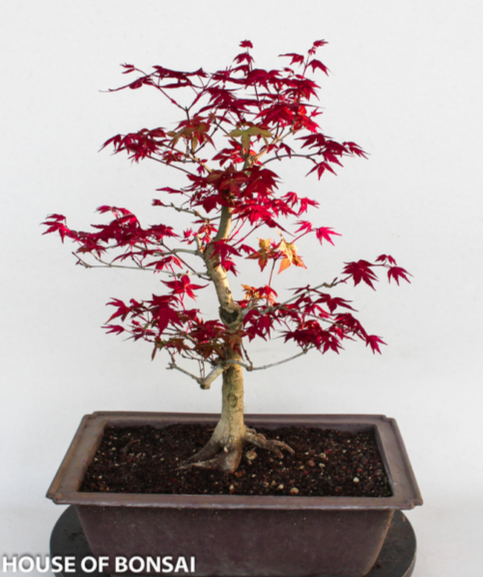 Japanese 'Deshojo' Red Maple Bonsai Tree (Dormant) – House of Bonsai Japanese 'Deshojo' Red Maple Bonsai Tree (Dormant) – House of Bonsai