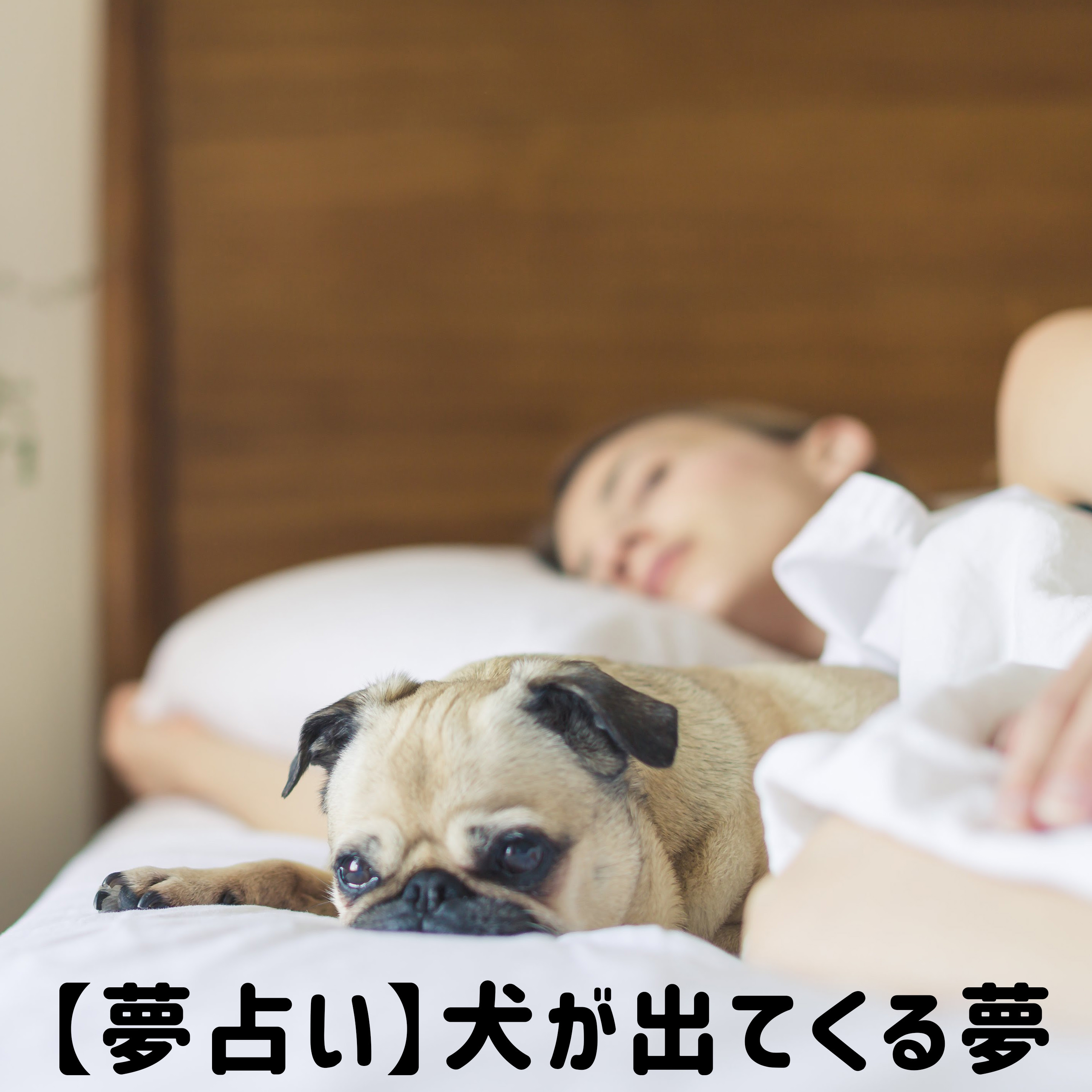 夢占い 犬が出てくる夢は何を暗示している