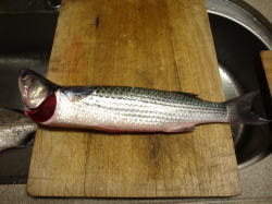 鯔 ボラ の刺身と山かけ さばき方 魚料理と簡単レシピ