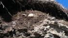 li-skull in hill