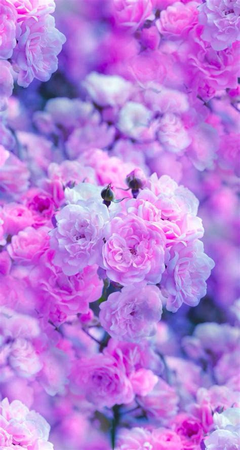 nature wallpaper iphone flowers purple flowers wallpaper purple