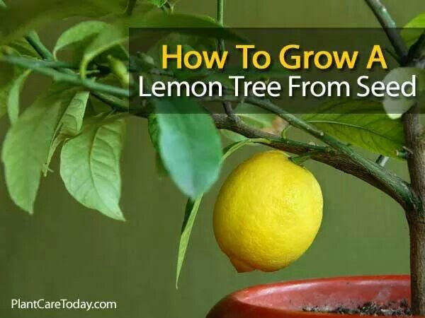 Wild lemon tree
