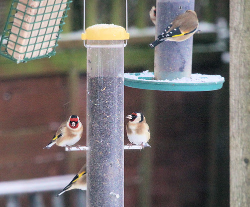 Goldfinches 5