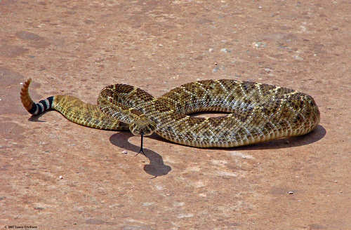 Diamondback Rattlesnake