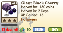 Giant Black Cherry Market Info