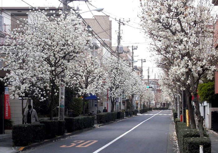 東京の街路樹 その３ 大部分の画像は クリックすると大きくなります ナツミカン Natsudaidai Orange Japanese Summer Orange Citrus Natsudaidai 葛飾区白鳥二丁目 四つ木斎場付近 にて ミカン科ミカン属の常緑小高木 ナツミカン