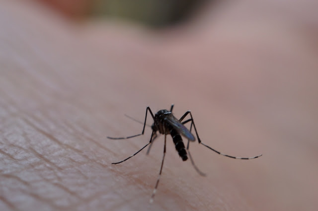 虫刺されの症状で怖いのは二次感染と蚊アレルギー