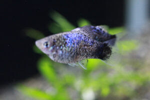 原種卵胎生メダカ 熱帯魚のmishima高岡店