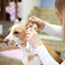 Wondering How to Clean Your Dog’s Ears? A How-To (and How Often!) Guide