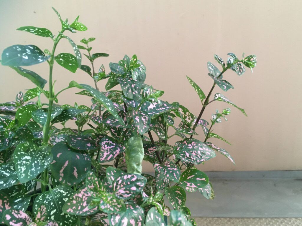 ヒポエステスに花が咲く理由は 花が咲いたときの対処法も Komame Topics