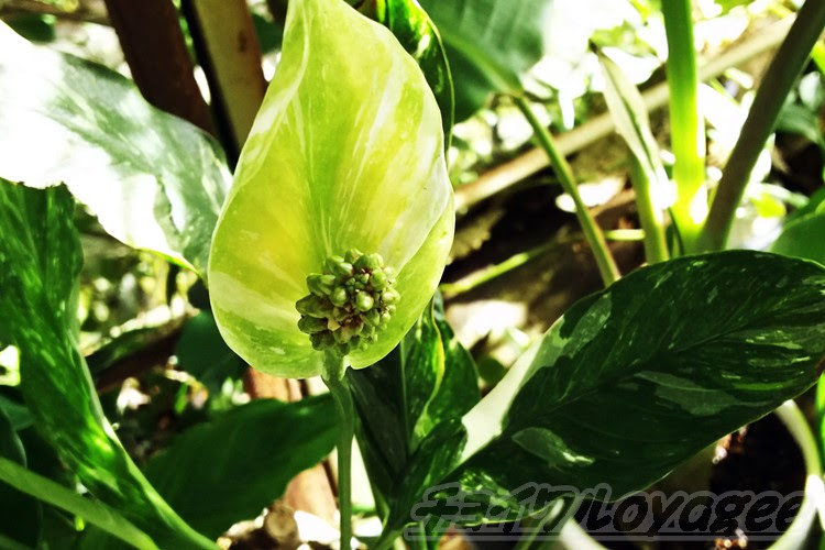 斑入りのスパティフィラムって 花もやっぱり 斑入り だった へぇ そうなんだ Oyageeの植物観察日記