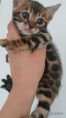 Chaton Bengal Femelle 3mois A Vendre A Ailly Sur Noye Loisirs Animaux
