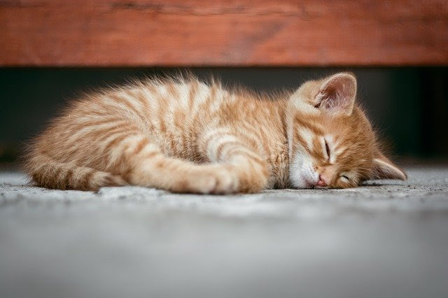 猫の寝顔がかわいい 安眠ができるように生活環境を整えよう