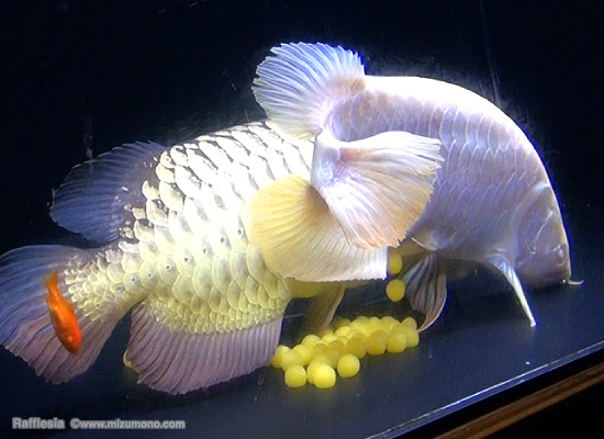 第14回 アルビノ過背金龍の産卵 アジアアロワナの基礎知識 熱帯魚のことなら みずものコム