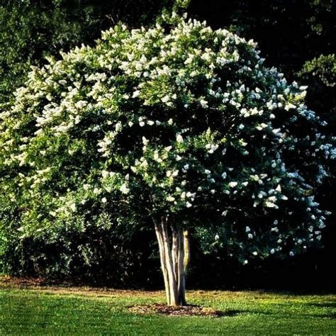 This hardy herb also doesn't need much. Buy Natchez Crape Myrtle Online | The Tree Centerâ¢