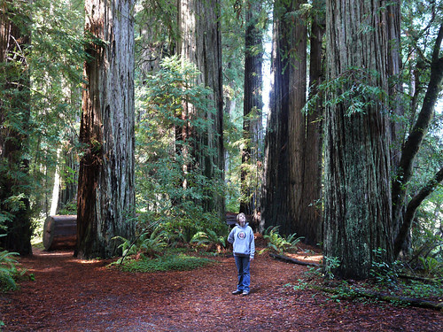Holly in the Clearing