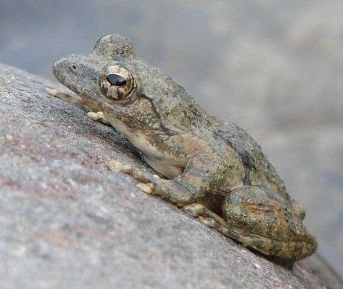 カエルの９ ハートスタッフｂｌｏｇ