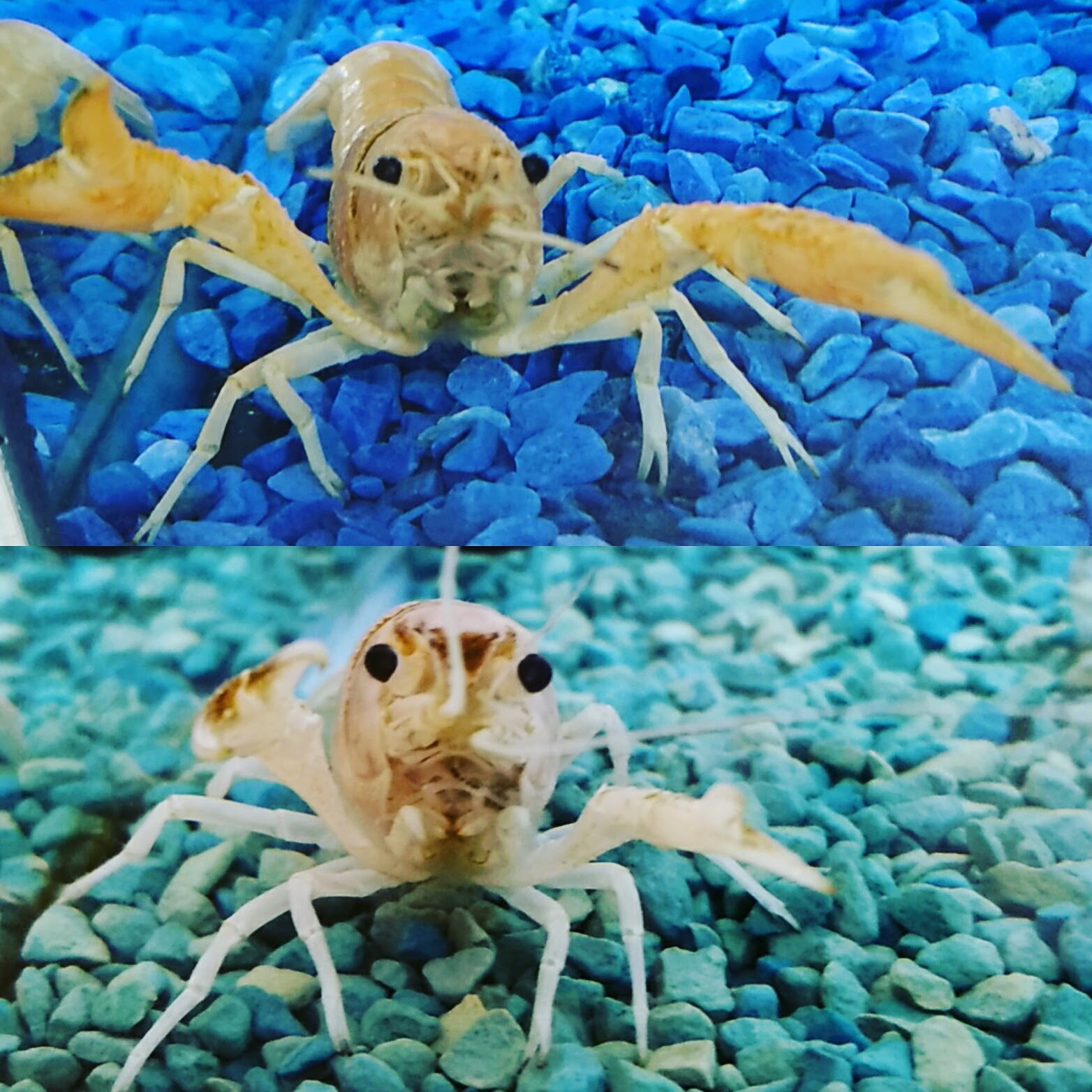 オレンジザリガニ 専務のつぶやきblog