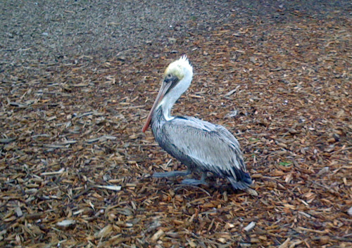 pelican.jpg