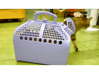 貓奴當心！「軟式提籠」不牢靠　貓咪10秒內可輕易脫逃