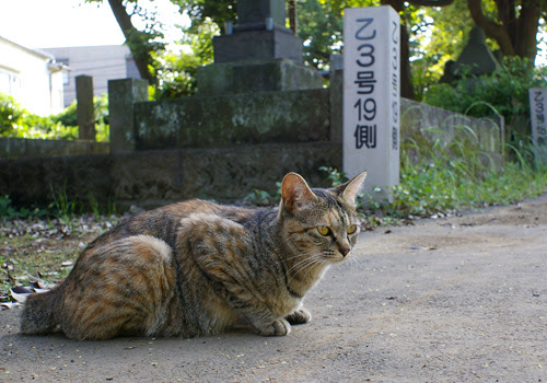 谷中の猫たち 5 谷中霊園 杉子weblog