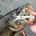 Fish And Game Forecast South Georgia : The south dakota game, fish and parks' website has the outdoor related information you need.