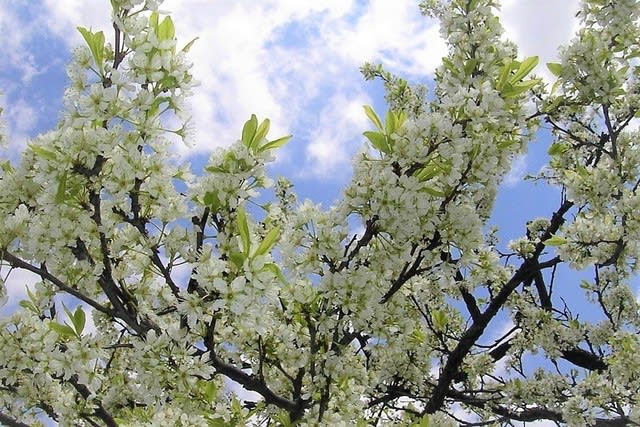 春 白い樹木花 ２ 花を愛でる