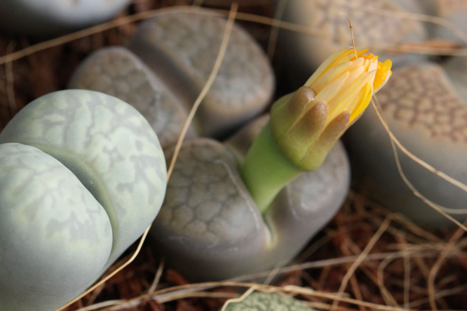 お花の写真集 リトープス