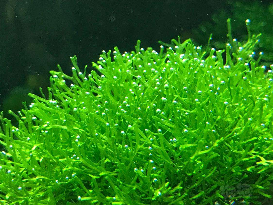 漂浮水草种类图谱大全 水草种类图谱大全 伤感说说吧