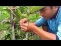 Free Fruit Tree Cuttings : Governors Plum Fruit Tree - Seedling & Cutting selections ... - Green tea cutting wood mint cuttings rosemary cutting wood (rosemarinus officinalis) sage cutting wood yerba mate seedings and cutting wood.