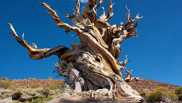 At 5,065 Years Old, Meet the World's Oldest Living Tree ...