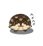 カエルスタンプ アメフクラガエルさん Lineスタンプ Jimno