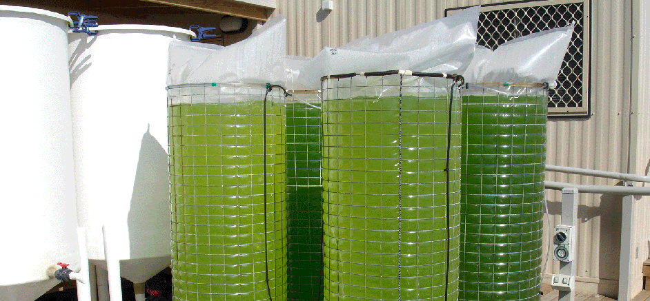 Commercial Aquaponics Feasibility Study | Aquaponics Blog