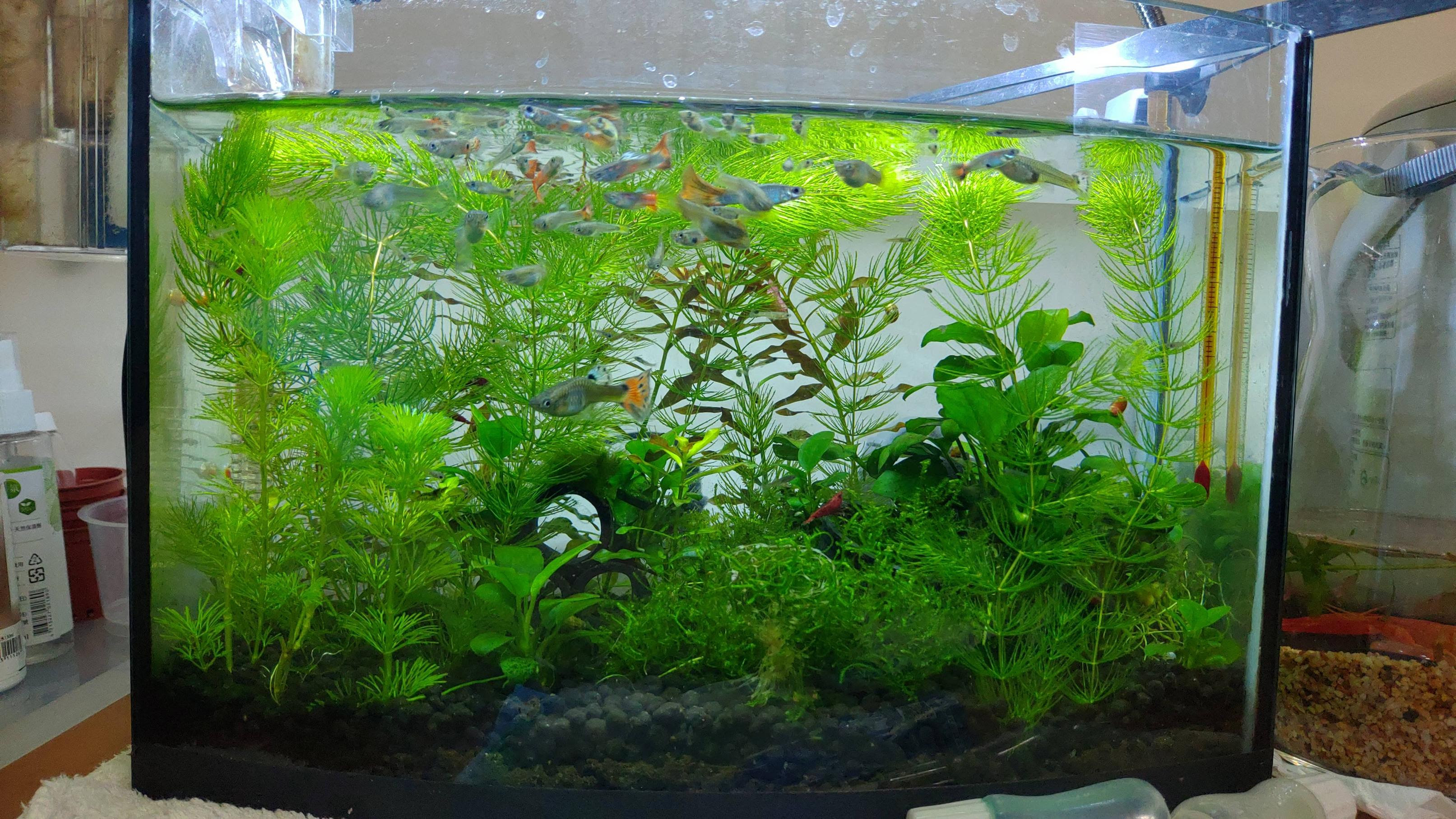 交換 高雄 無品系孔雀魚換蝦或水草 看板aqua Shop Ptt消費區