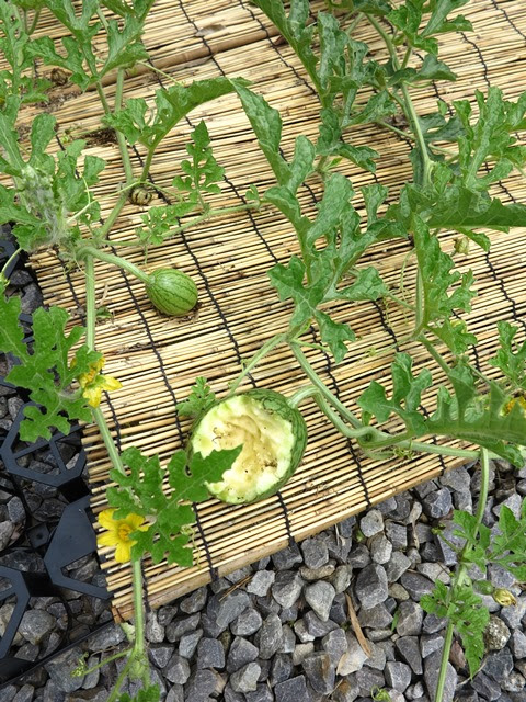 植物と暮らしたい 野菜 スイカ