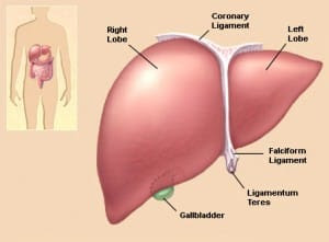 The Liver