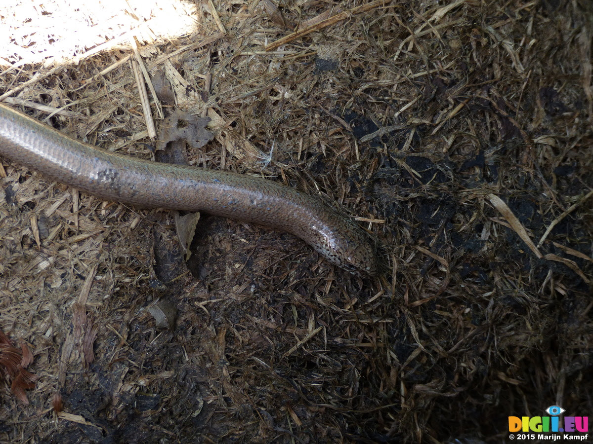 Picture FZ015088 Slow worm in the compost bin | 20150516 ...