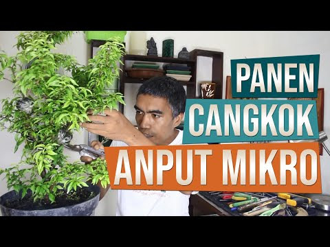 VIDEO : panen cangkok bahan bonsai anting putri mikro - anting putri(wrightia religiosa) mikro dapat dibedakan dengan melihat daun yang lebih kecil dibandingkan dengananting putri(wrightia religiosa) mikro dapat dibedakan dengan melihat d ...