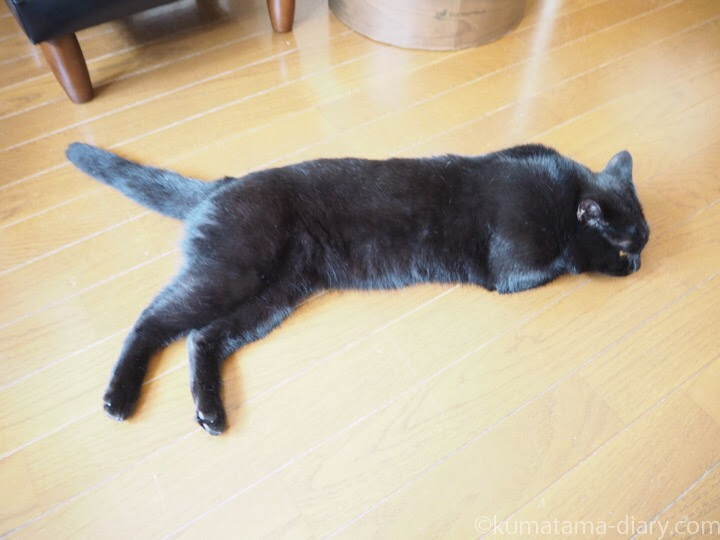 猫の暑さ対策にアルミ製 マルカン ひんやりクール猫鍋 を買いました
