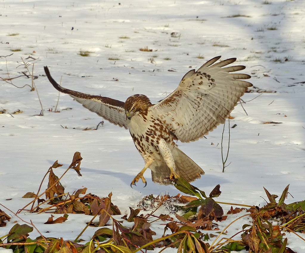 Red tail in Tompkins Square