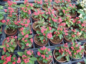 麒麟花3吋盆30元 田尾玫瑰園 專業植物購物網站 Topshop網路開店