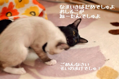 シャムミックス、スノーシュー風？ - 赤い糸
