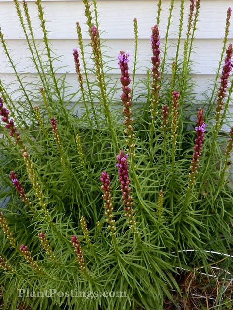 liatris
