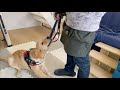 √ダウンロード 犬 散歩 リード 噛む 155765-犬 散歩 リード 噛む