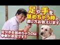 200以上 犬 手 舐める 甘噛み 786463-犬 手 舐める 甘噛み